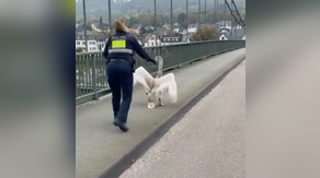 See it: Police officer rescues reluctant swan from side of busy German road